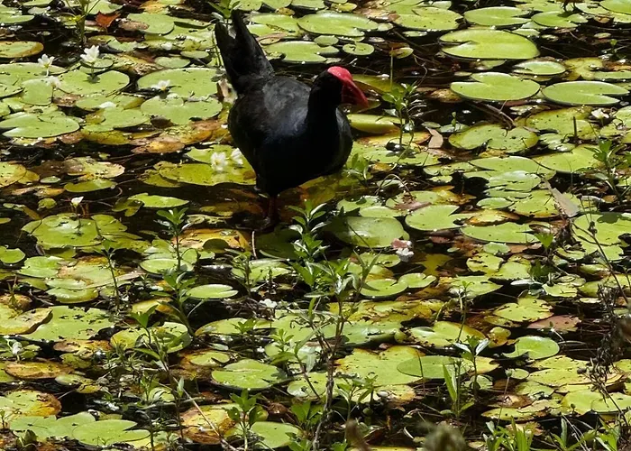 The Ponds At Mudgeeraba